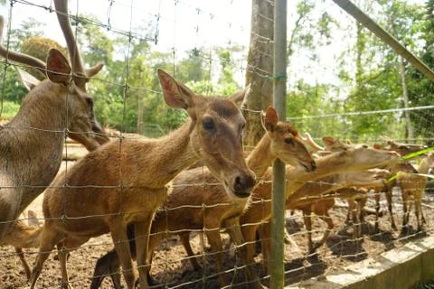 Closeup Deer Eating grass inside a petting zoo Stock Photos