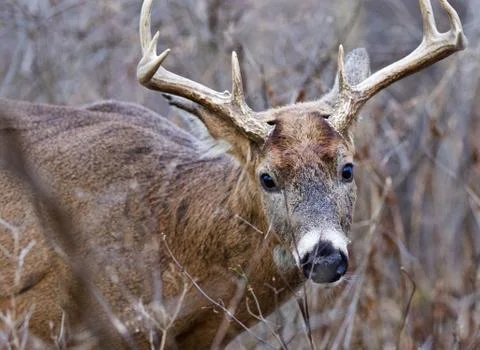 Closeup of the deer with horns Stock Photos