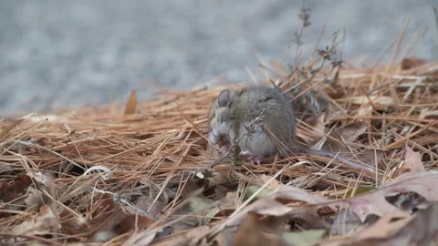 Closeup of a Deer mouse eating the vegetation on the ground in Minnesota Video stock 298674853