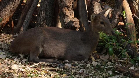 Closeup of a deer in nature Stock Footage 295851929