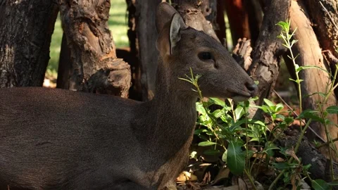 Closeup of a deer in nature Video stock 295851931