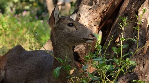 Closeup of a deer in nature Stock Footage 295851978