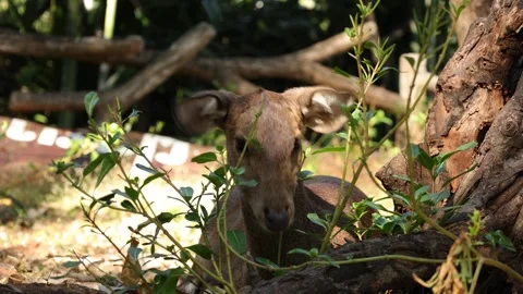 Closeup of a deer in nature Stock Footage 295851981