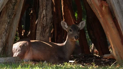 Closeup of a deer in nature Stock Footage 295852020