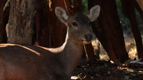 Closeup of a deer in nature Stock Footage 295852023