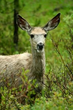 Closeup of Deer Stock Photos