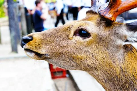 Closeup of deer Stock Photos