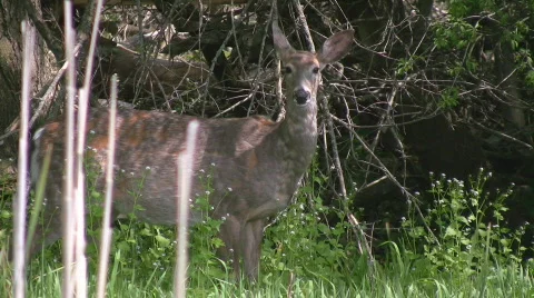Closeup of a deer in the tall grass Stock Footage 696788