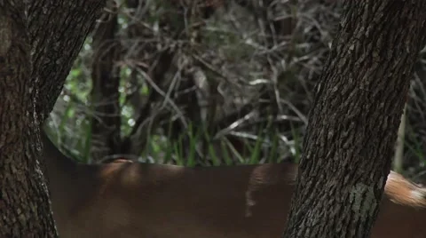 Closeup of deer walking through trees Stock Footage 57359416