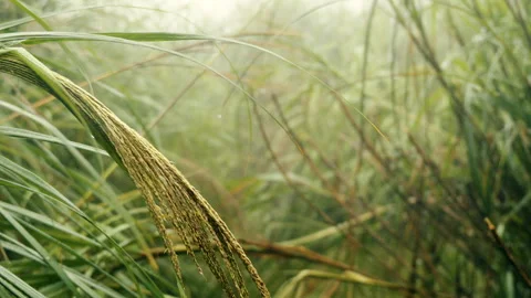Closeup defocused bokeh of tall silvergrass tips swaying in rain slow motion Stock-Footage 342923285