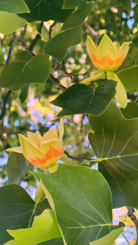 Closeup of delicate beautiful  tulip tree flowers, Liriodendron tulipifera Stock Footage 346286046