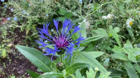 Closeup of delicate blue cornflower in a beautiful garden Stock Footage 225495431
