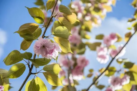 Closeup of a delicate cherry blossom in the spring Stock Photos