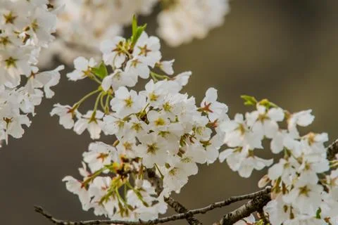 Closeup of delicate cherry blossoms Stock Photos