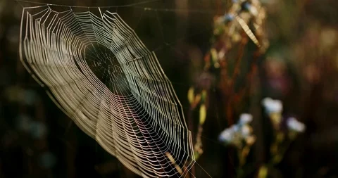 Closeup delicate natural cobweb hanging on blurred plants in meadow and Stock Footage 125032597