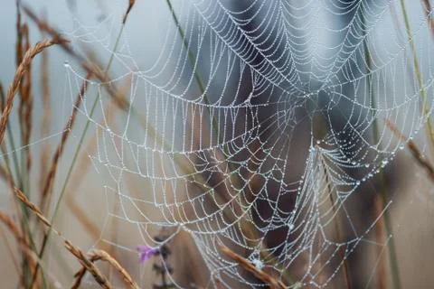 Closeup of delicate spider web in grass Stock Photos