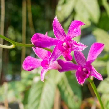 Closeup  dendrobium orchids Stock Photos