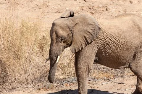Closeup of a Desert Elephant in Namibia Stock Photos