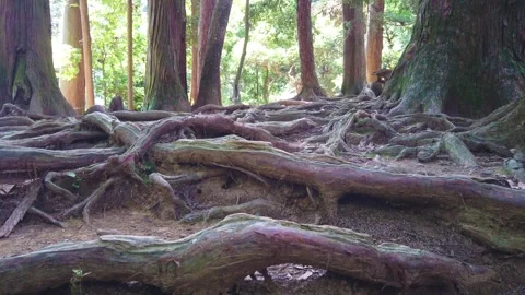 Closeup detail Ancient trees roots, Japanese mountain forest enchanted landscape Stock Footage 317159915