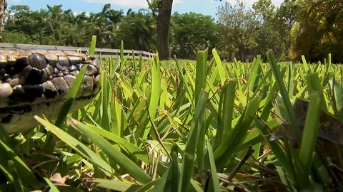 A closeup detail shot of a python snake heading slithering through the Stock Footage 121581916