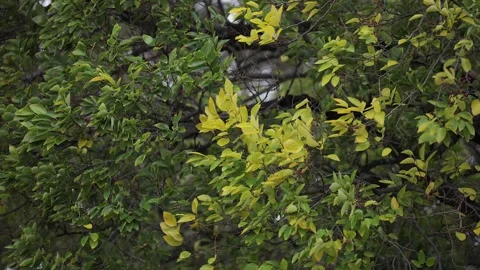 Closeup detail: Strong wind blows blueberry shrub tree branches Stock Footage 336220567