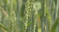 Closeup detail wheat stalk stem grain seed food cereal agriculture culture field HD Footage