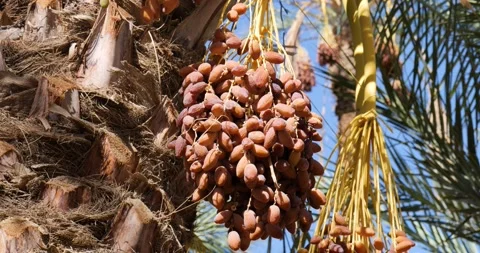 Closeup detailed shot of dates fruit on the palm trees Stock Footage 222750541