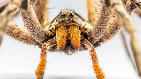 Closeup detailed shot of a large hairy s... | Stock Video | Pond5