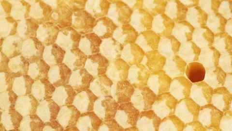 A closeup detailed view of a Honeycomb Texture featuring its rich Golden Honey 스톡 동영상 302812438