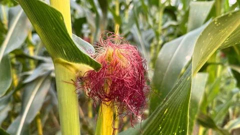 CloseUp of Developing Corn Ear with Silks and Green Stalk in Field Stockfoto's