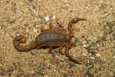 Closeup on the devil's or stripe-tailed scorpion, Hoffmannius spi Stock Photos