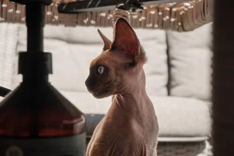 Closeup Devon Rex in Profile in life view Stock Photos