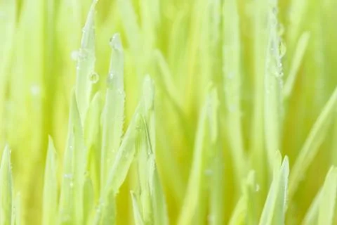 Closeup dew drop on green grass Stock Photos