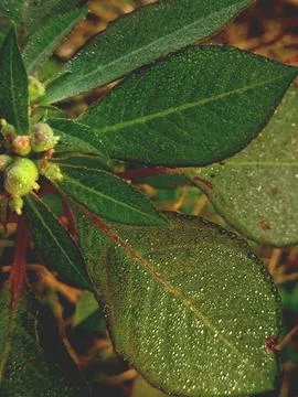 Closeup of dew drops like crystal on leaf of Euphorbia heterophylla Stock Photos