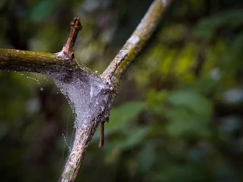Closeup of dew trapped on a spider web on a wooden stick Stock Photos