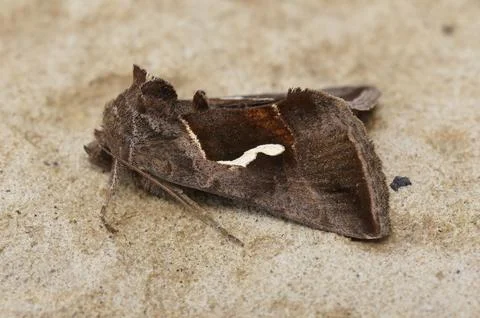 Closeup on Dewick's Plusia owlet moth, Macdunnoughia confusa sitting on a sto Stock Photos