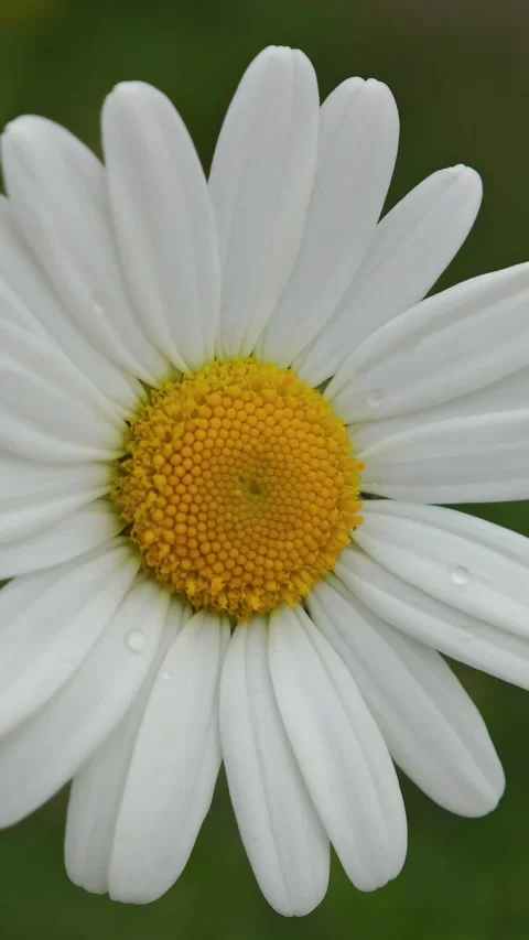 Closeup of dewy daisy, embracing purity and freshness Vidéo 310408881