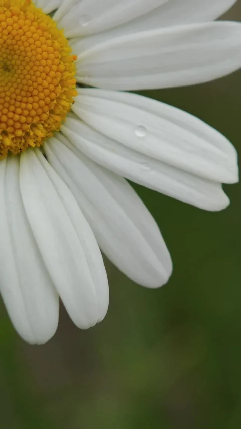 Closeup of dewy daisy, embracing purity and freshness Vidéo 310408911