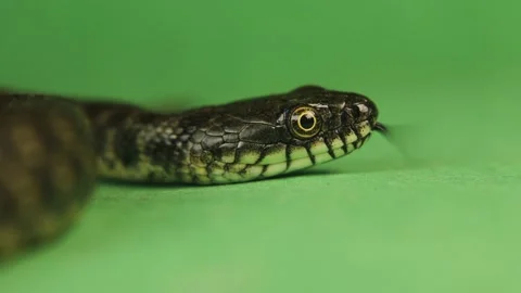 Closeup dice snake eye, face. Snake sticks out its tongue. water snake. Reptile Stock Footage 209201480