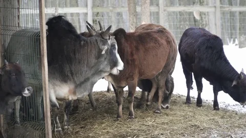 Closeup of different cows in the zoo Stock Footage 73393471
