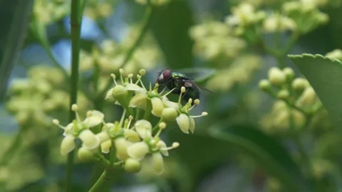 A CloseUp of Different Insects Actively Pollinating Beautiful Vibrant Yellow Stock-Footage 312167639