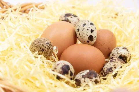 Closeup on different varieties of fresh eggs in straw Stock Photos