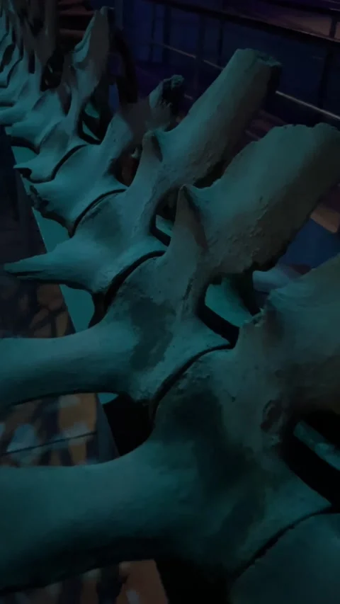Closeup of dinosaur skeleton in lowlight museum setting Stock Footage 310967012