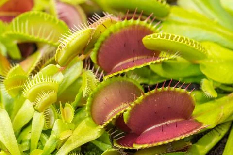 Closeup of the Dionaea Muscipula snap traps. Venus flytrap carnivorous plant 스톡 사진
