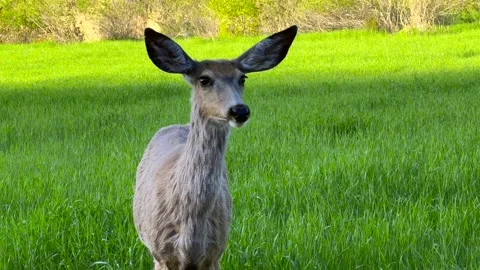 Closeup of Doe Stock Footage 194731120