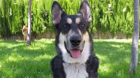 Closeup of a Dog in a Backyard Stock Footage 77220541