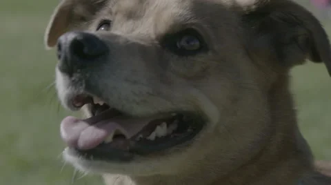 Closeup of Dog Stock Footage 50518609
