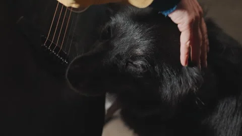 Closeup dog head being petted by camper hand near acoustic guitar, soft evening Stock Footage 345153452