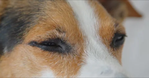 Closeup of a dog looking directly at the camera, capturing a beautiful and Stock Footage 278027549