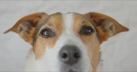 Closeup of a dog looking directly at the camera, capturing a beautiful and 스톡 동영상 278027573